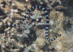 Sea krait (sea snake)